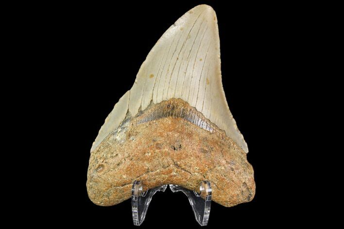 Fossil Megalodon Tooth - North Carolina #109668